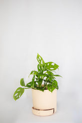 6" Drain Drawer Pot